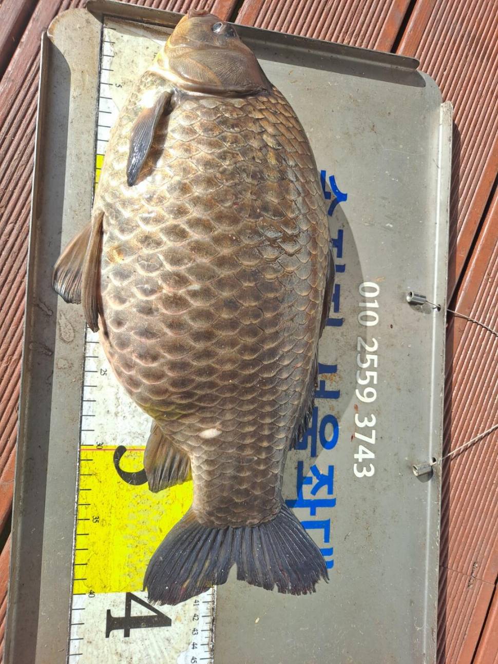 송전지토종4짜붕어 산란임박 (유료터정보 - 유료터점주조황)