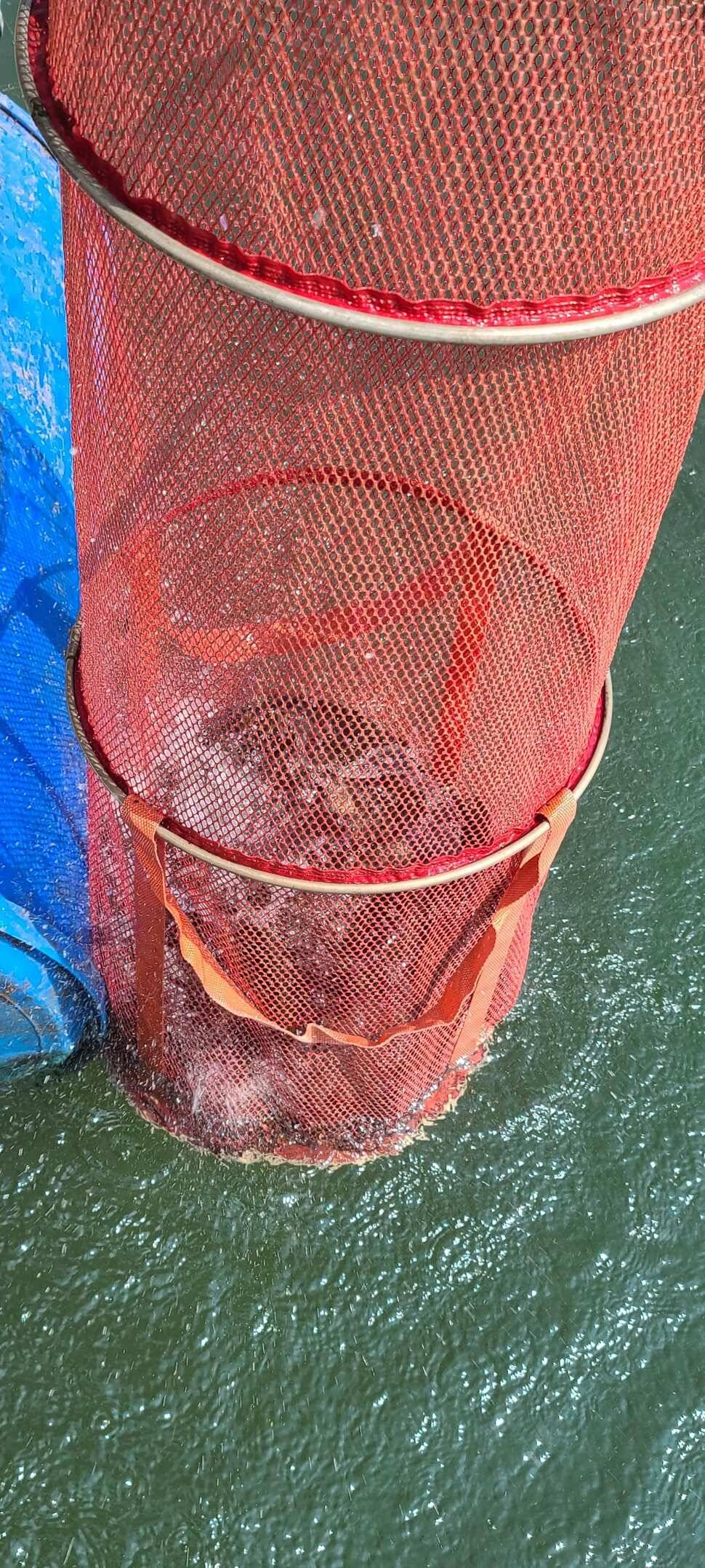 양평낚시터 수곡낚시터 주중조황이 꾸준히 좋네요 오늘도 방류 완료했습니다 (유료터정보 - 유료터점주조황)