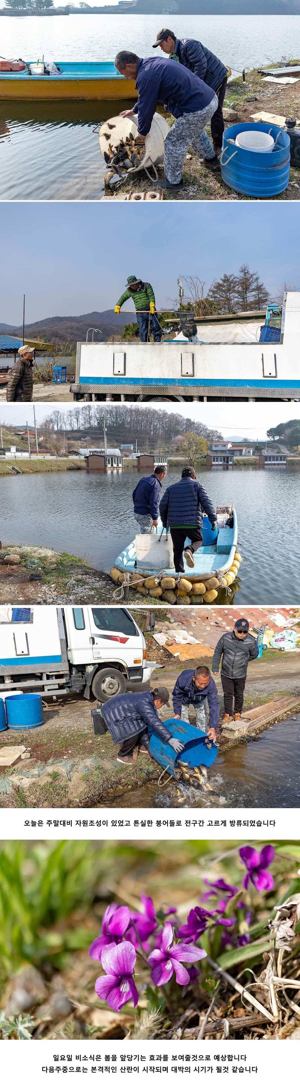 안성 두메낚시터 4월 13일 조황정보 (유료터정보 - 유료터점주조황)