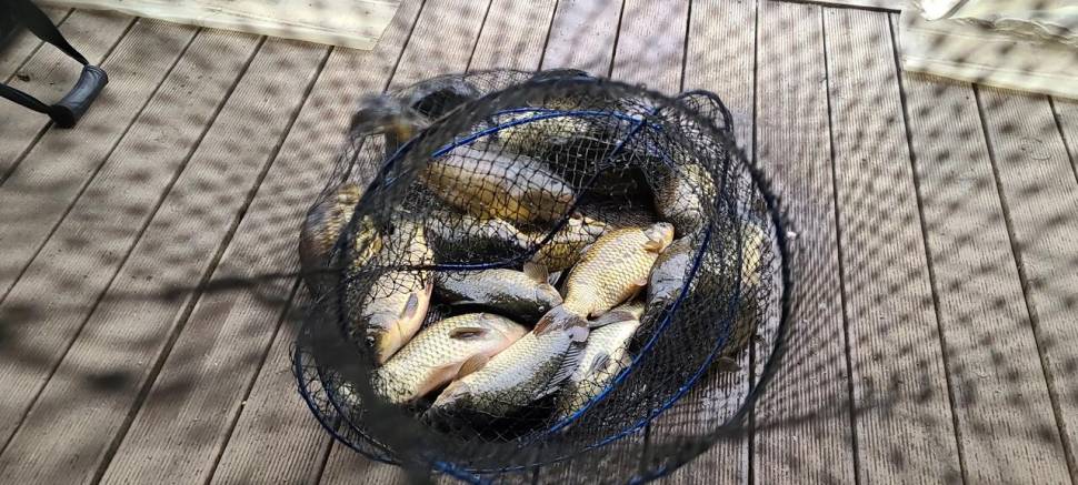4월 양평 힐링 수곡낚시터 첫주말 대체로 고른 조황이었네요 (유료터정보 - 유료터점주조황)
