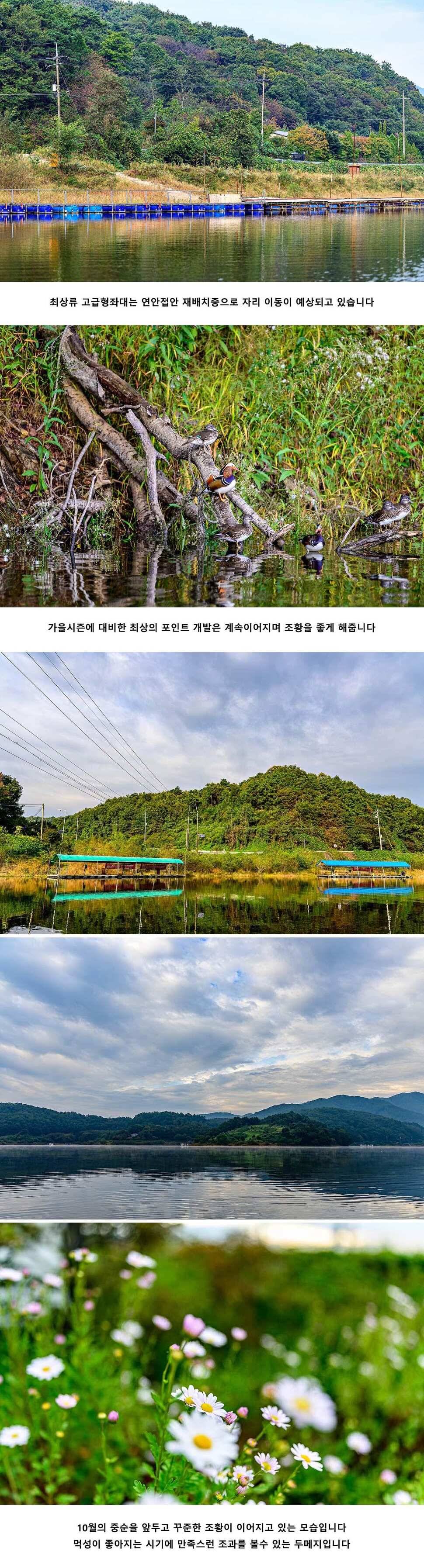 안성 두메낚시터 10월 10일 조황정보 (유료터정보 - 유료터점주조황)