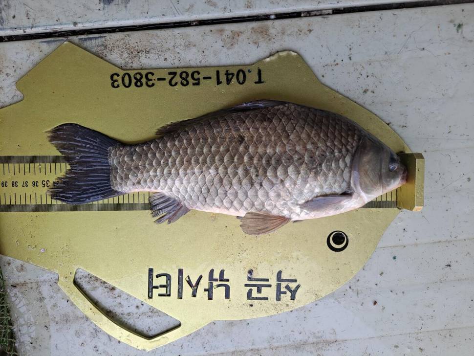 석곡낚시터입니다 (유료터정보 - 유료터점주조황)