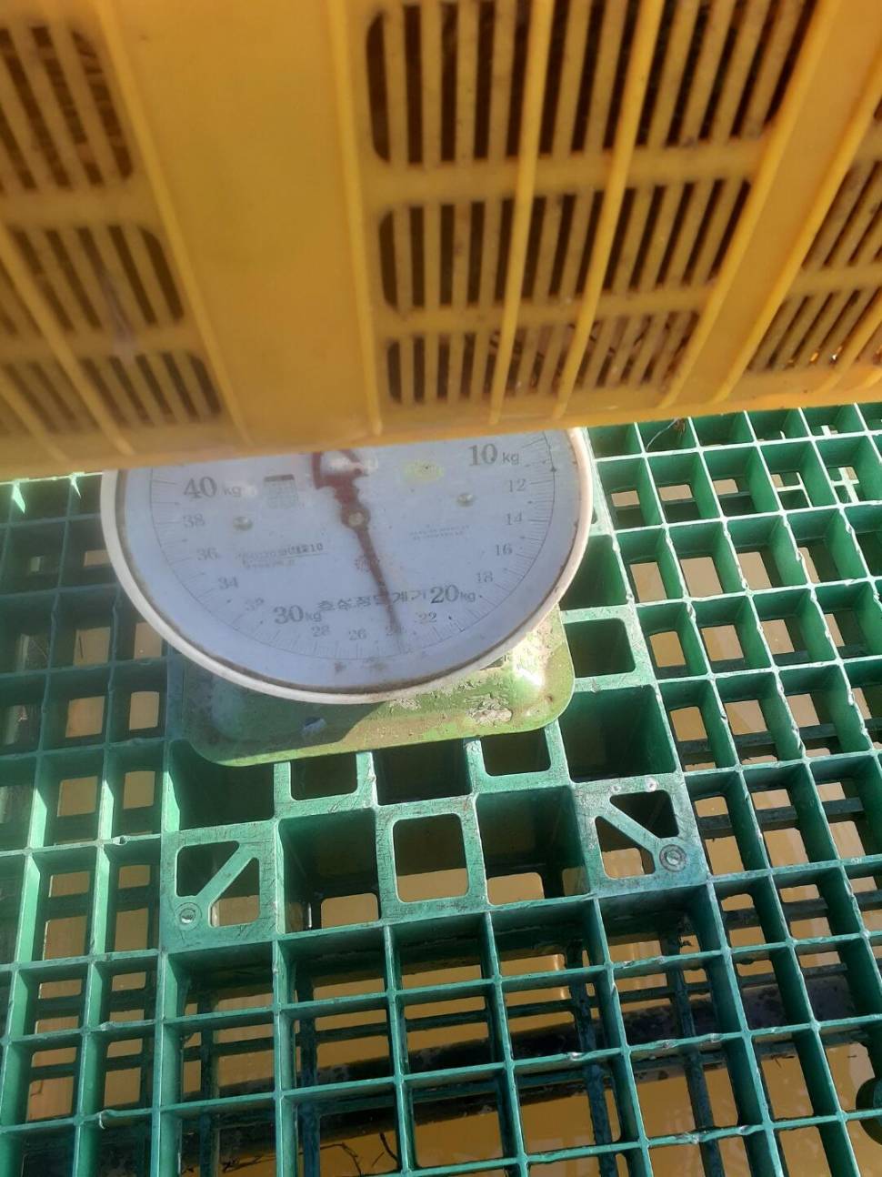 1미터 찌를 몸통까지 올려주는 경주동산낚시터 붕어들 (유료터정보 - 유료터점주조황)