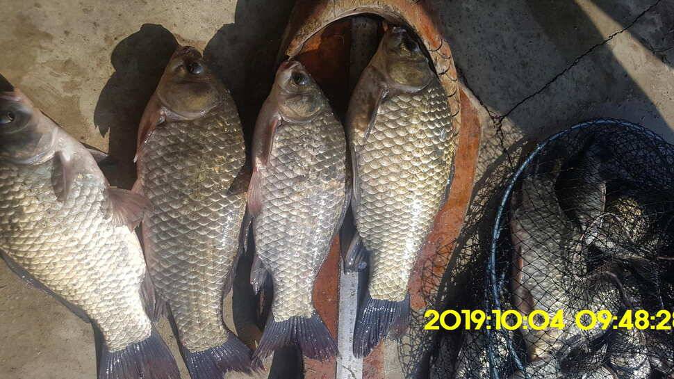 용인 신원낚시터 토종대물48짜리 구경하고 가시겠습니다 (유료터정보 - 유료터점주조황)