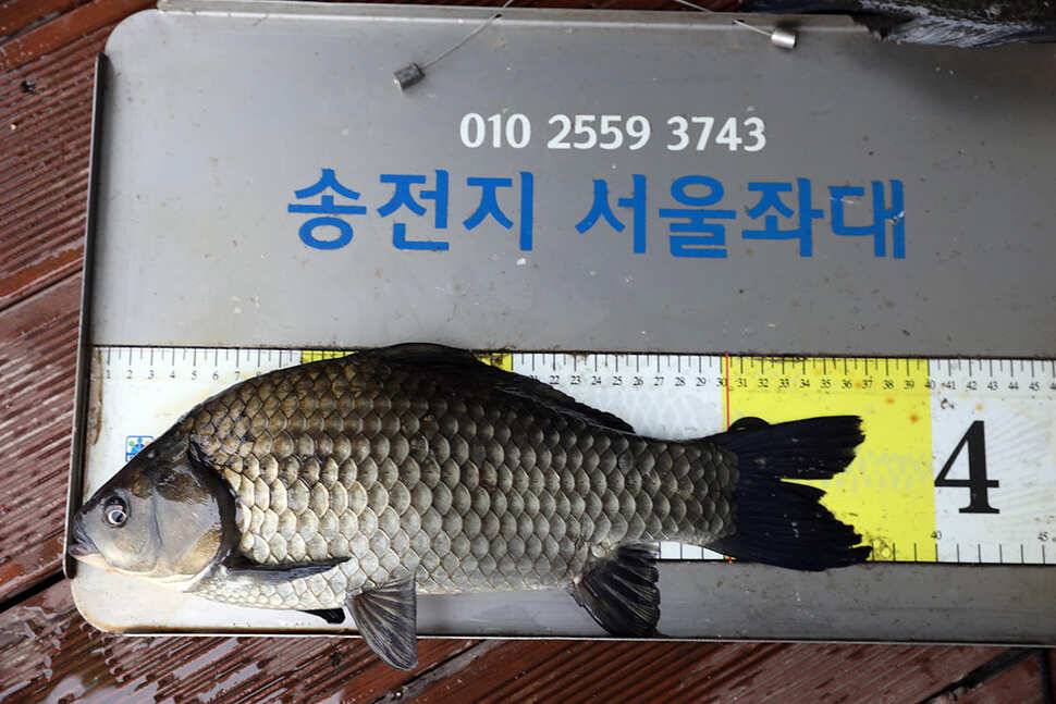 송전지서울좌대9월24일조황 (유료터정보 - 유료터점주조황)