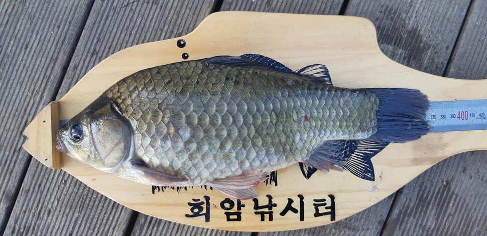 안성회암지조항 (유료터정보 - 유료터점주조황)