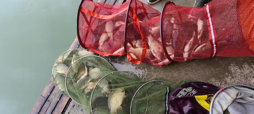 피서 양평낚시터 힐링 수곡낚시터 어제 호조황 포함조과 및 금일 방류 완료 (유료터정보 - 유료터점주조황)