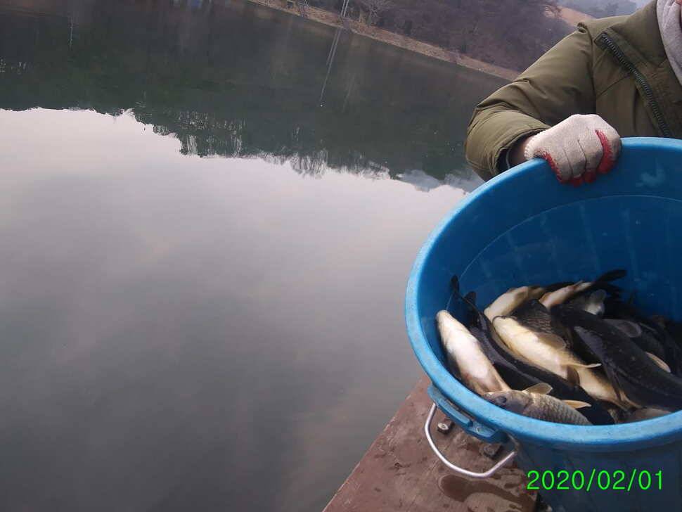 양평 수곡낚시터 2월 첫주말 조황안내및 붕어방류 (유료터정보 - 유료터점주조황)