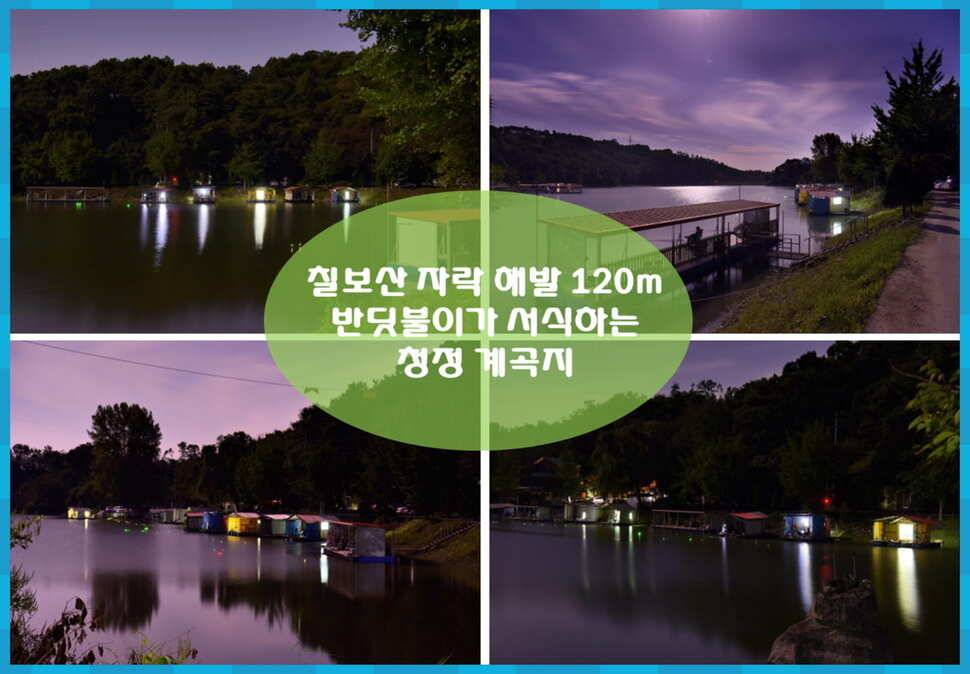 양평 수곡낚시터 붕어 조황이 다시 좋아졌습니다 오늘 축양붕어 방류 합니다 (유료터정보 - 유료터점주조황)