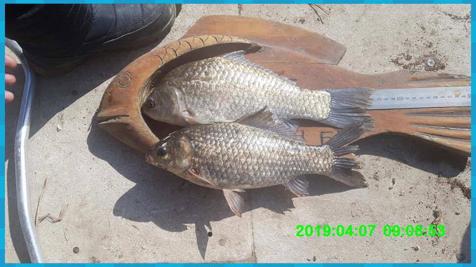 신원낚시터 토종대물 4짜 소식입니다 (유료터정보 - 유료터점주조황)
