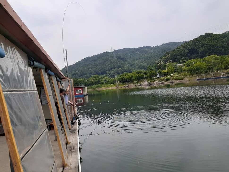 양평낚시터 힐링 수곡낚시터 수목요일 주중 조황도 고르게 나와주고 있습니다 (유료터정보 - 유료터점주조황)