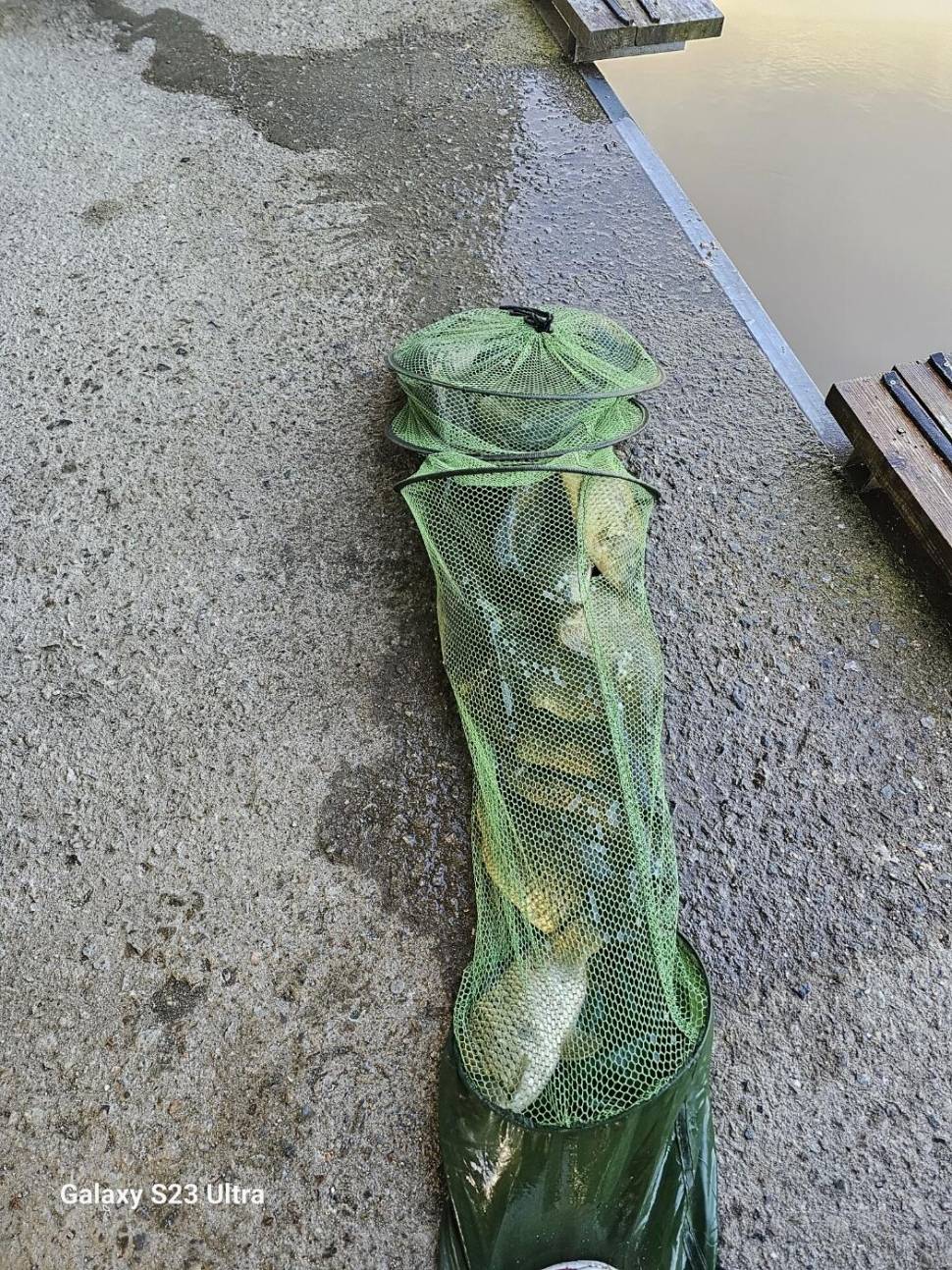 충북 괴산 오가리낚시터 9월 24일 조황 및 붕어 입어모습입니다 (유료터정보 - 유료터점주조황)