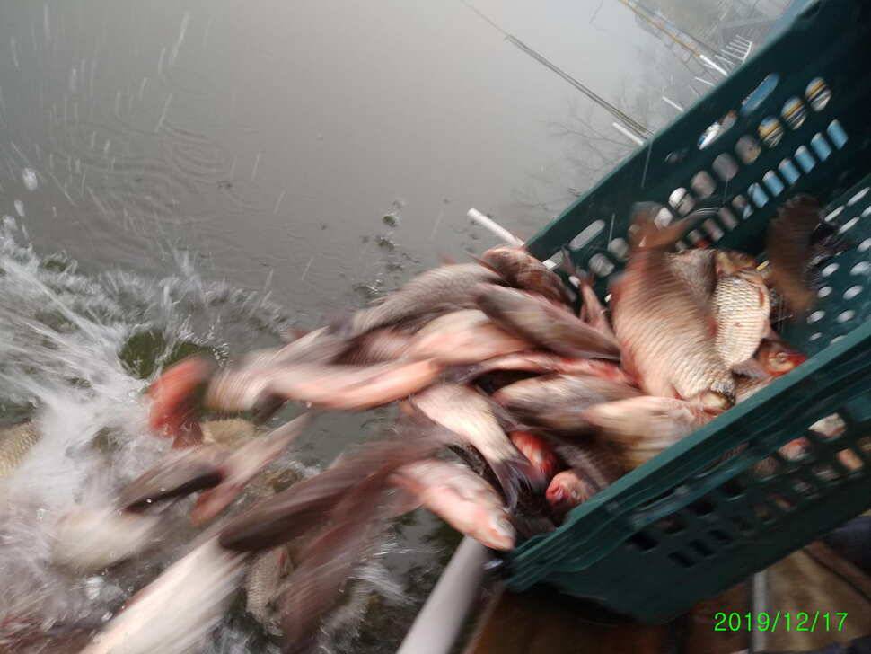수곡낚시터 토종붕어 대량 방류 완료 및 붕어 조황도 좀더 좋아지네요 (유료터정보 - 유료터점주조황)