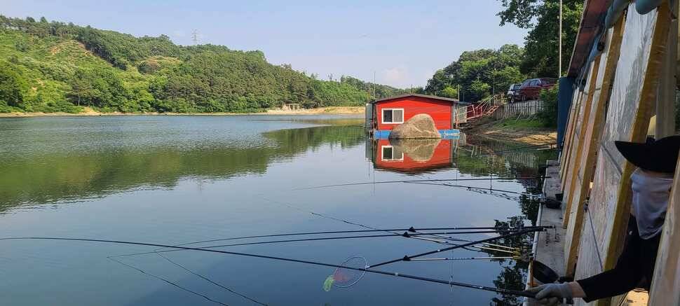 양평 낚시터 수곡낚시터 621 일요일 46cm 대물붕어 포함 씨알좋은 붕어들이 나와주네요 (유료터정보 - 유료터점주조황)
