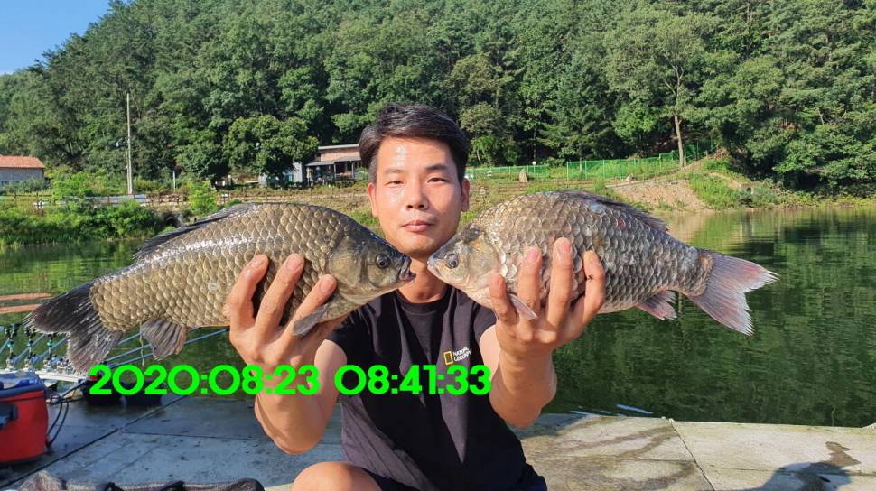 신원낚시터 8월27일 토종붕어 45짜리와 덩어리들 사진입니다 (유료터정보 - 유료터점주조황)