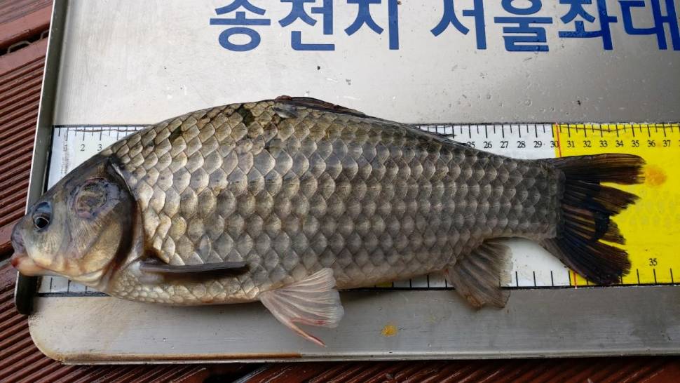 송전지서울좌대6월6일조황 (유료터정보 - 유료터점주조황)