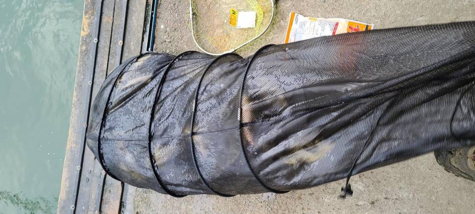 힐링 양평 수곡낚시터 6월 첫날 주초 조황 및 오늘 붕어방류 (유료터정보 - 유료터점주조황)