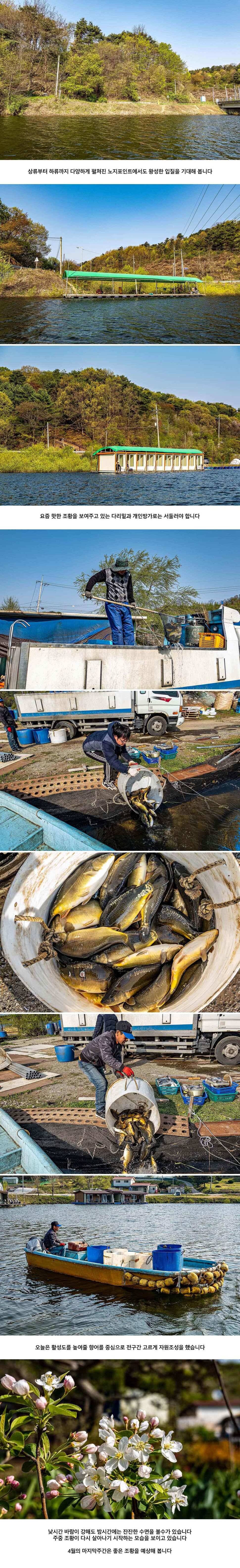 안성 두메낚시터 4월 25일 조황정보 (유료터정보 - 유료터점주조황)