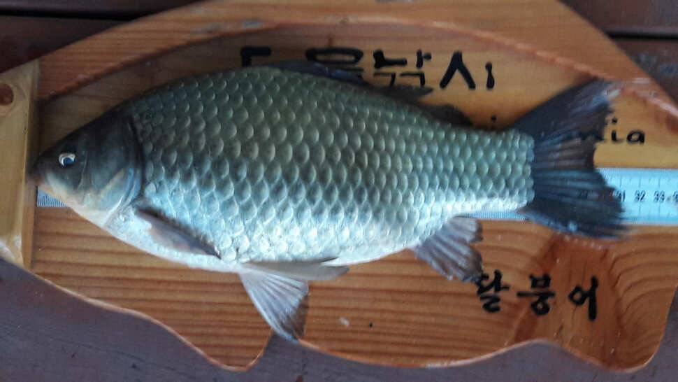 송전지 창신좌대 조황정보 (유료터정보 - 유료터점주조황)