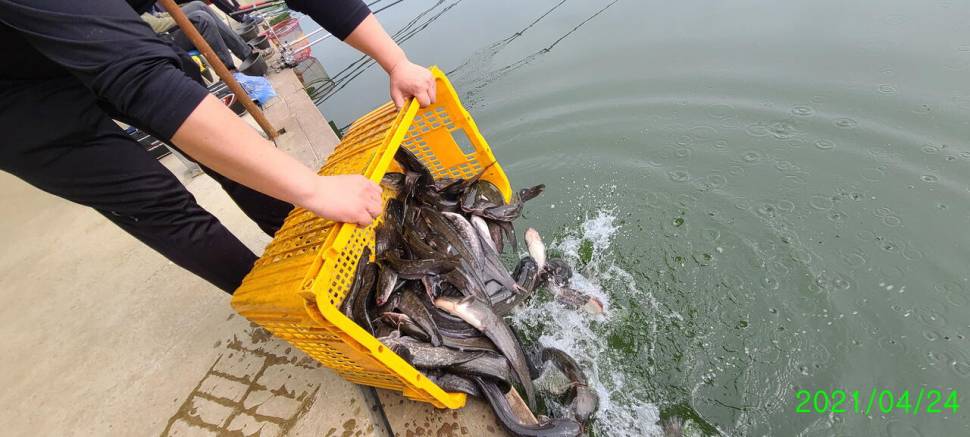 넷째주말 금토 힐링 양평 수곡낚시터 조황 붕어 방류 (유료터정보 - 유료터점주조황)