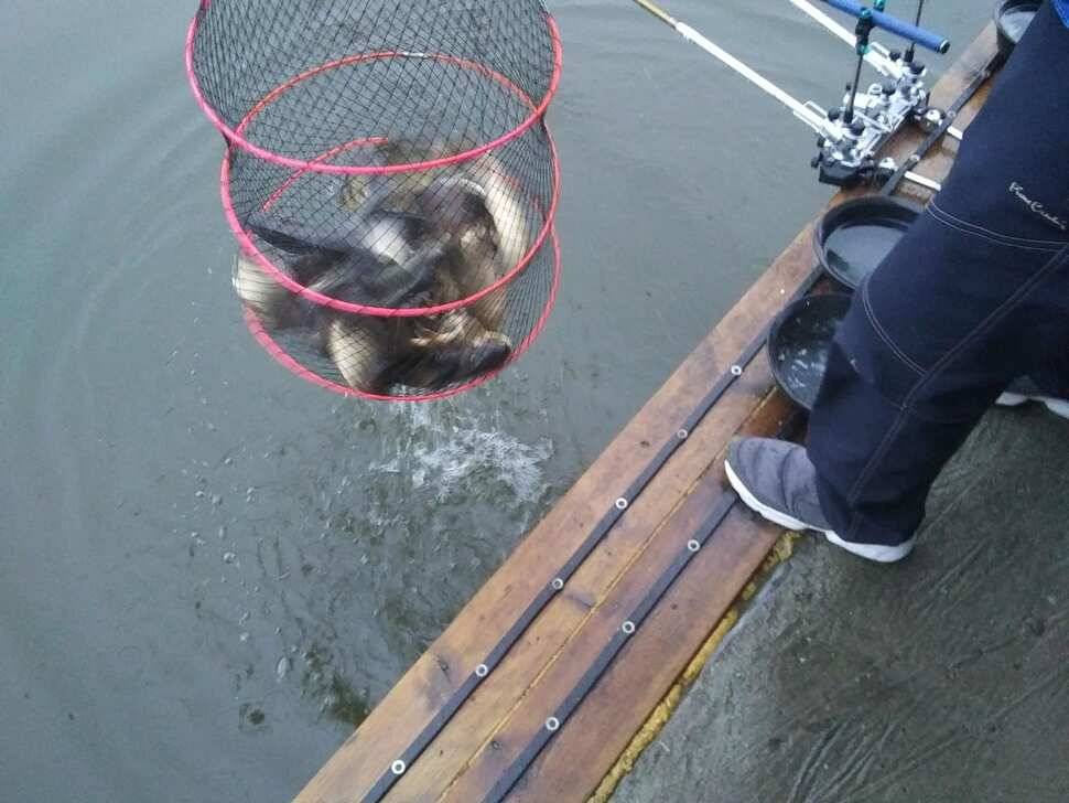 양평 수곡낚시터 오늘 붕어 대량 방류 및 조황 안내1111 (유료터정보 - 유료터점주조황)