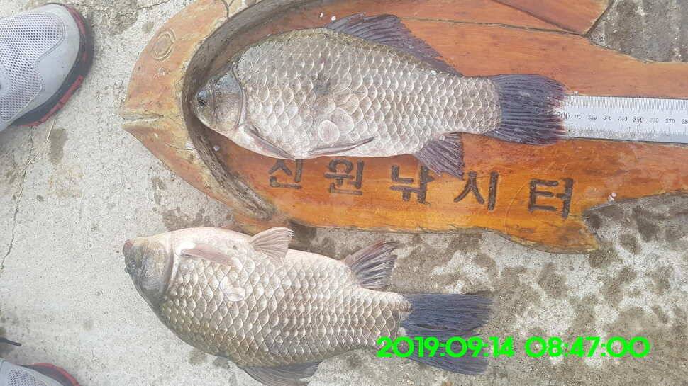신원낚시터 토종대물 덩어리와 4짜가 마릿수로 (유료터정보 - 유료터점주조황)
