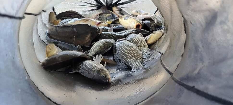 공주 고성낚시터 입니다 (유료터정보 - 유료터점주조황)