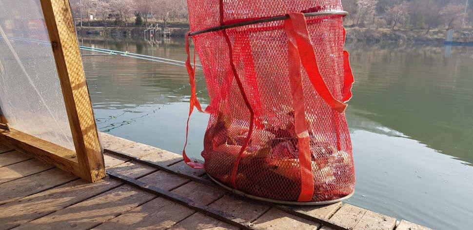 힐링 양평 수곡낚시터 주중 고른 조황이네요수상좌대 할인요금 및 주말 붕어방류 안내 (유료터정보 - 유료터점주조황)