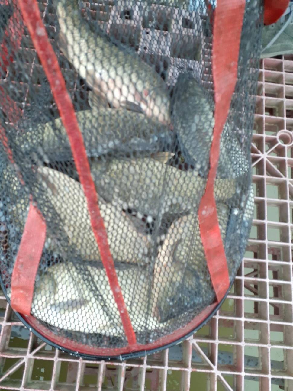 경주 동산낚시터붕어전용잡이터지난주 조황 (유료터정보 - 유료터점주조황)
