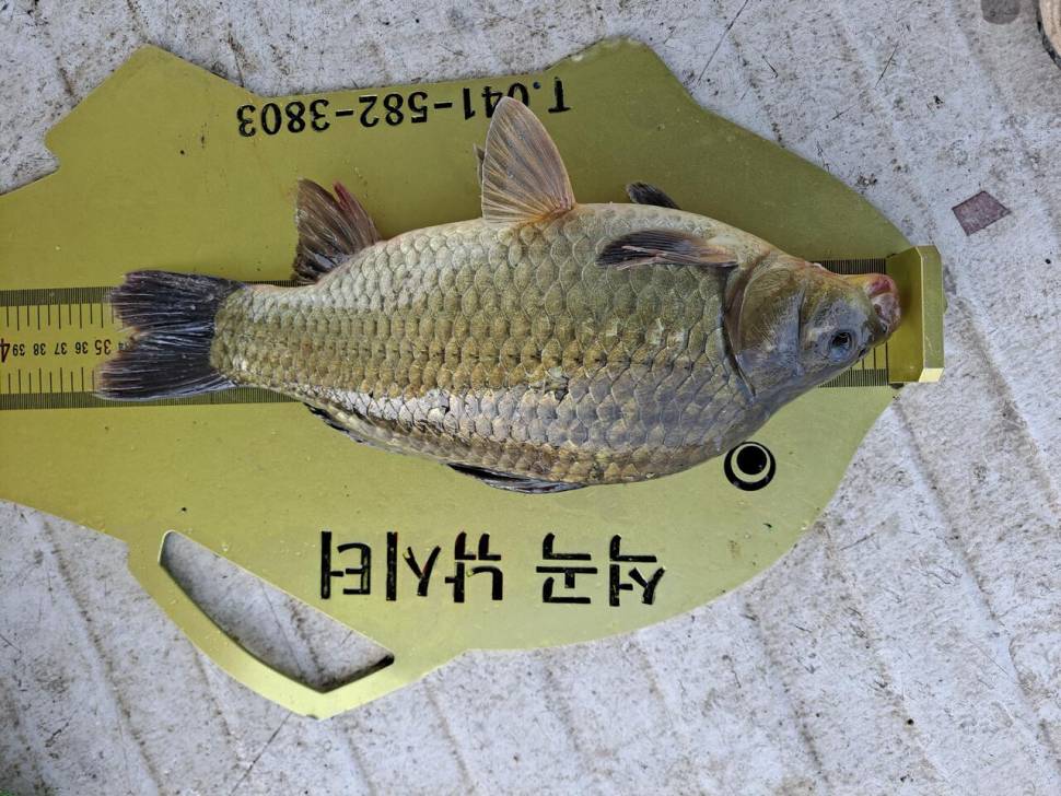 석곡낚시터 소식입니다 (유료터정보 - 유료터점주조황)