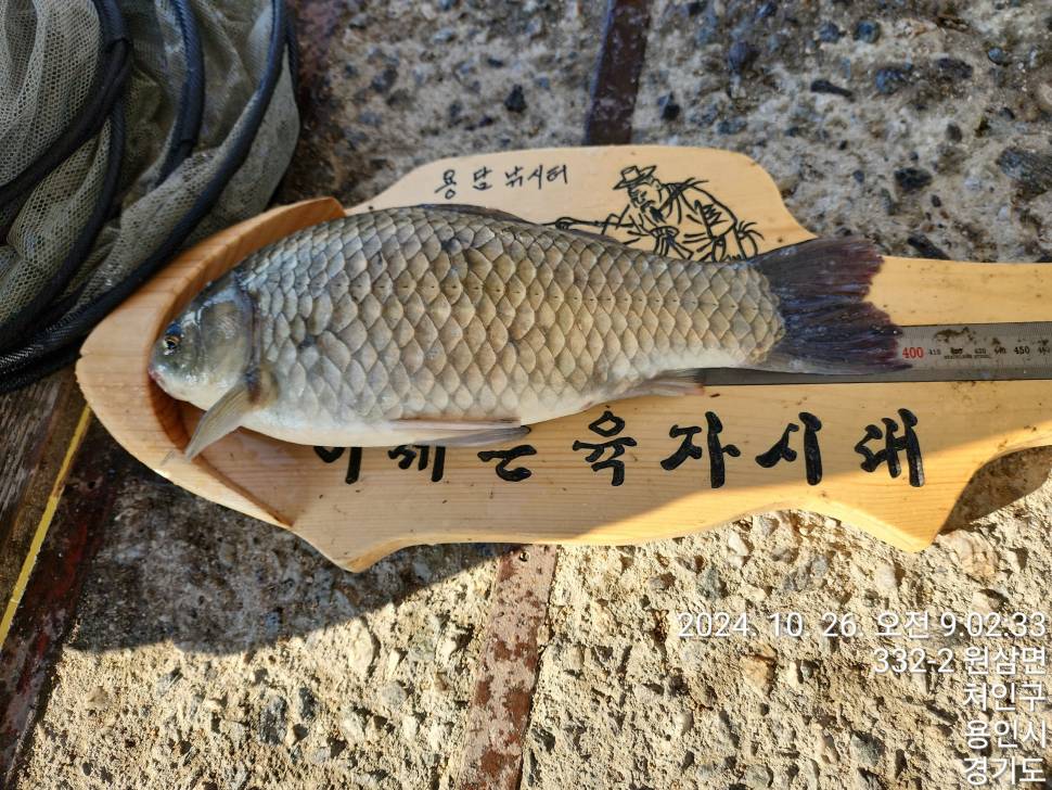 2024년 10월 마지막주 조황정보 용담낚시터사암지사짜 2마리 (유료터정보 - 유료터점주조황)