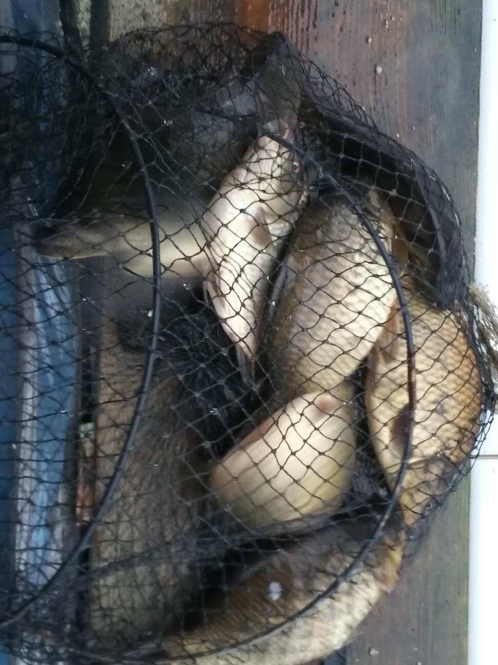 수곡낚시터 토종붕어 대량 방류 완료 및 붕어 조황도 좀더 좋아지네요 (유료터정보 - 유료터점주조황)