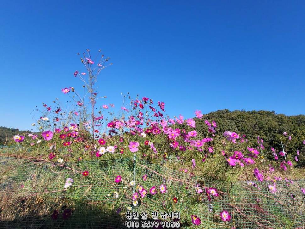 가깝고 물 좋고 경치 좋은 곳용인삼인낚시터 (유료터정보 - 유료터점주조황)