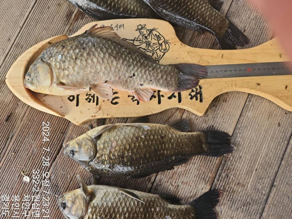 2024년 8월 첫째주 조황정보 용담낚시터사암지4짜 5마리 (유료터정보 - 유료터점주조황)