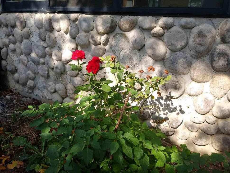 아산 안골지의 조황정보입니다 (유료터정보 - 유료터점주조황)