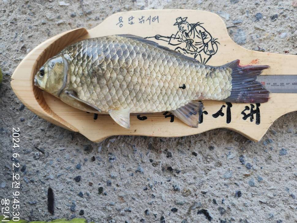 2024년 6월 첫째주 조황정보 용담낚시터사암지 4짜 4마리 (유료터정보 - 유료터점주조황)