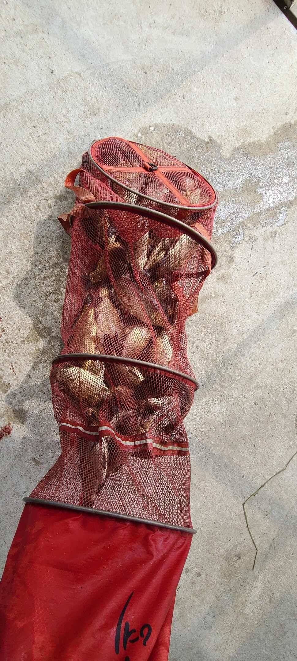 양평낚시터 힐링 수곡낚시터 고르고 꾸준한 조황입니다 (유료터정보 - 유료터점주조황)