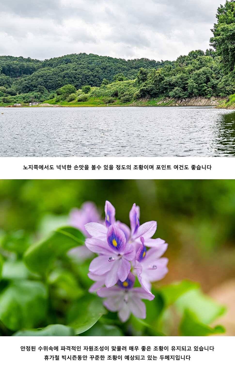 안성 두메낚시터 7월 31일 조황정보 (유료터정보 - 유료터점주조황)