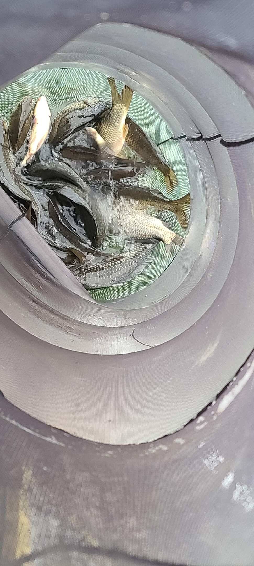 수곡지 양평 수곡낚시터 주말 조황 및 방류소식 안내드립니다 (유료터정보 - 유료터점주조황)