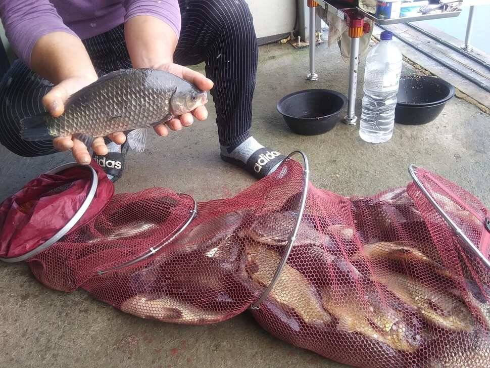 양평 힐링 수곡낚시터 어제 조황도 큰편차없이 고르게 괜찬았습니다 내일도 붕어방류 이어집니다 (유료터정보 - 유료터점주조황)