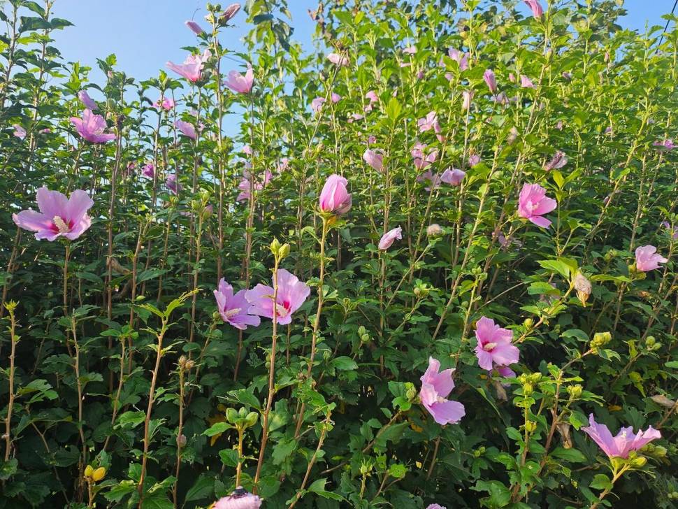 당진 가교리 낚시터 8월 27일 조황입니다 (유료터정보 - 유료터점주조황)