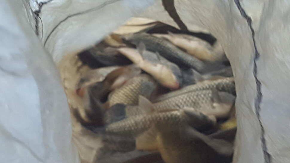 양평 붕어낚시 수곡낚시터 초대박 조황과 고른 조황이며 낮시간 부터 붕어들이 나와주네요 (유료터정보 - 유료터점주조황)