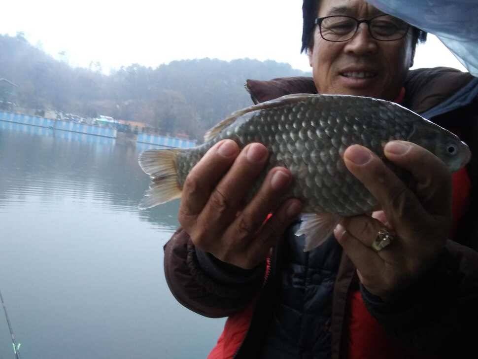 수곡낚시터 토종붕어 대량 방류 완료 및 붕어 조황도 좀더 좋아지네요 (유료터정보 - 유료터점주조황)