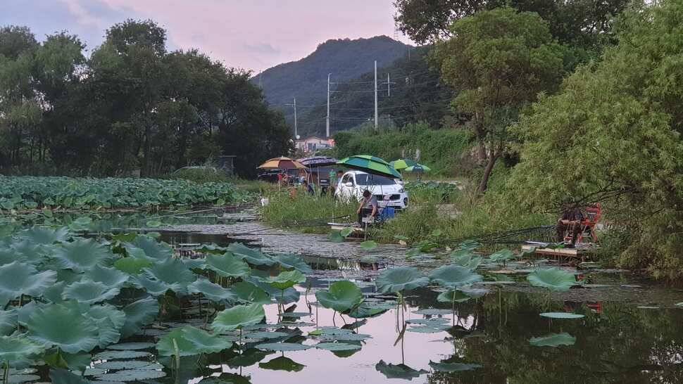 아산 명품 월랑낚시터 9월 첫번째 조황이야기입니다 (유료터정보 - 유료터점주조황)