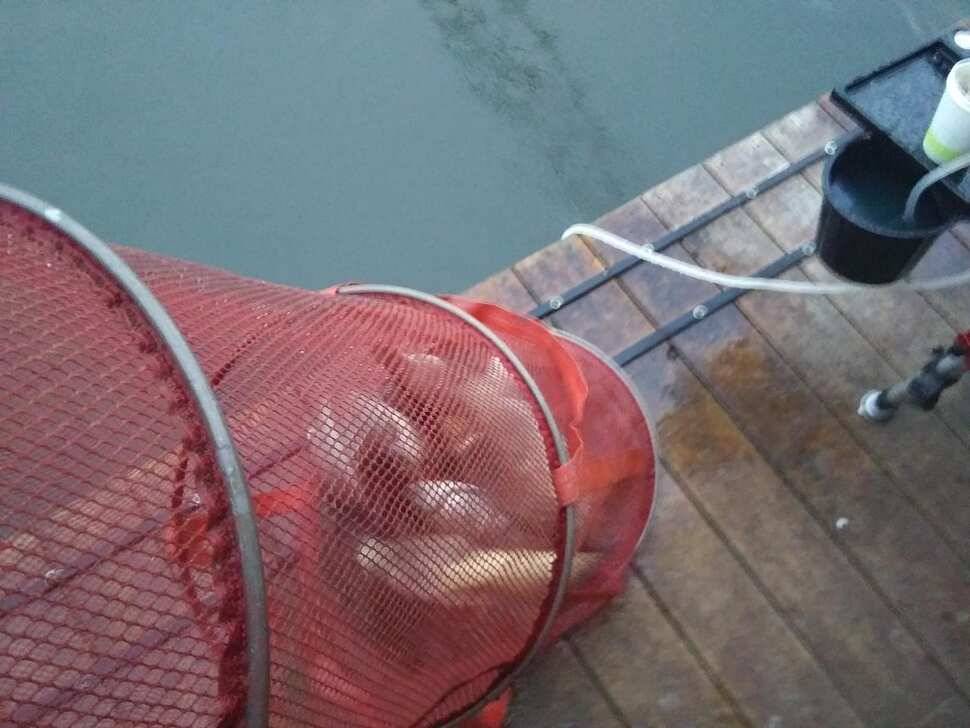 수곡낚시터 오늘도 자연산 토종붕어 방류 조황안내 및 노지잔교 비닐천막 설치 완료 (유료터정보 - 유료터점주조황)