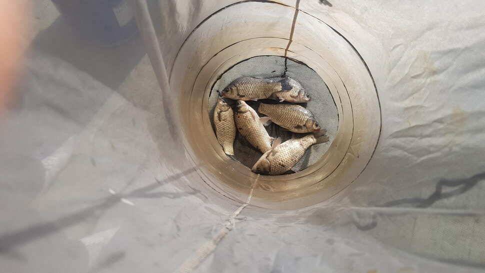 당진 가교리낚시터 좌대운영안내조황 (유료터정보 - 유료터점주조황)