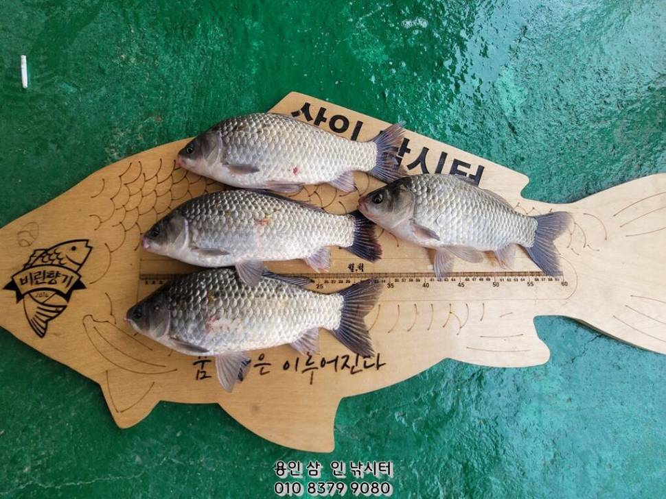 가깝고 물 좋고 경치 좋은 곳용인삼인낚시터 (유료터정보 - 유료터점주조황)