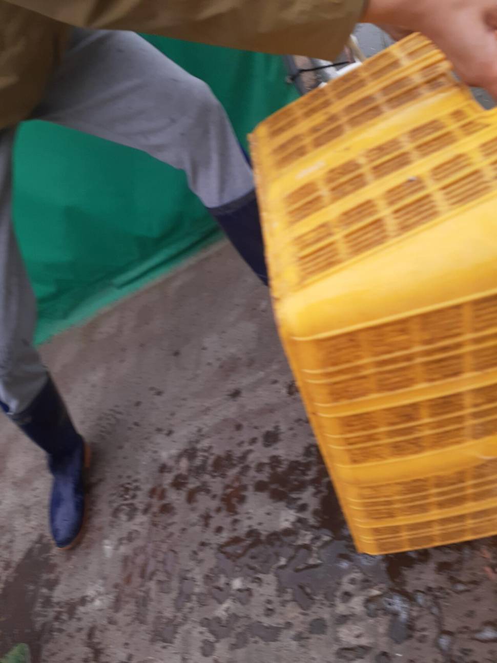 경주동산낚시터붕어 전용잡이터지난주 조황 (유료터정보 - 유료터점주조황)