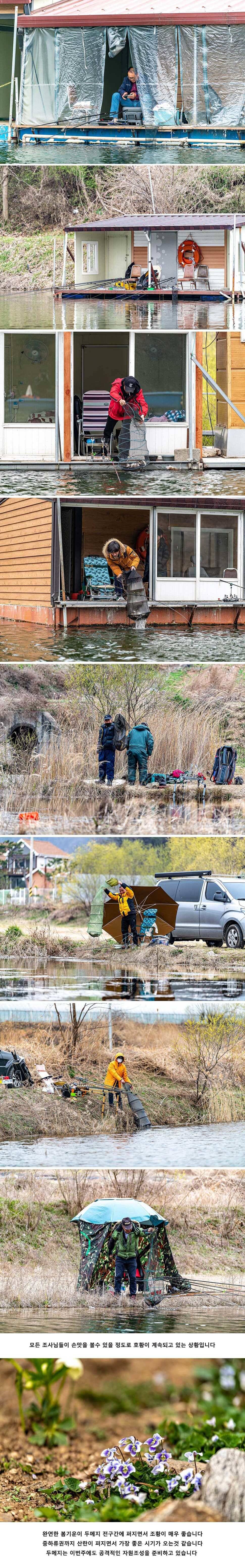 안성 두메낚시터 4월 1일 조황정보 (유료터정보 - 유료터점주조황)