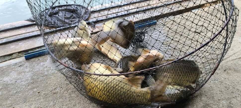 수곡지 양평 수곡낚시터 5월네째주 주말 조황 입질시간대 파악이 중요한듯합니다 (유료터정보 - 유료터점주조황)
